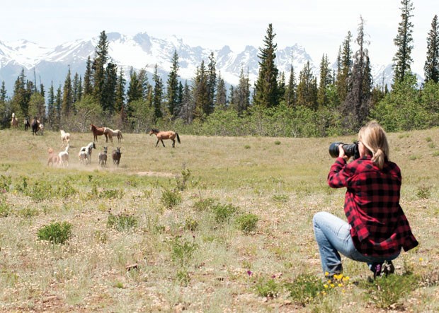 Susan Mendel aims her lens at a herd of wild horses in the Nemiah Valley of B.C. She has also photographed the elusive animals in Alberta and Saskatchewan.