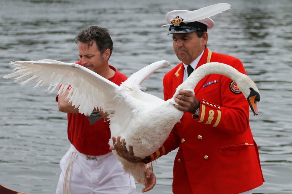 Queens Swan Marker David Barber, right, catches a swan during the count of the swans on Monday.