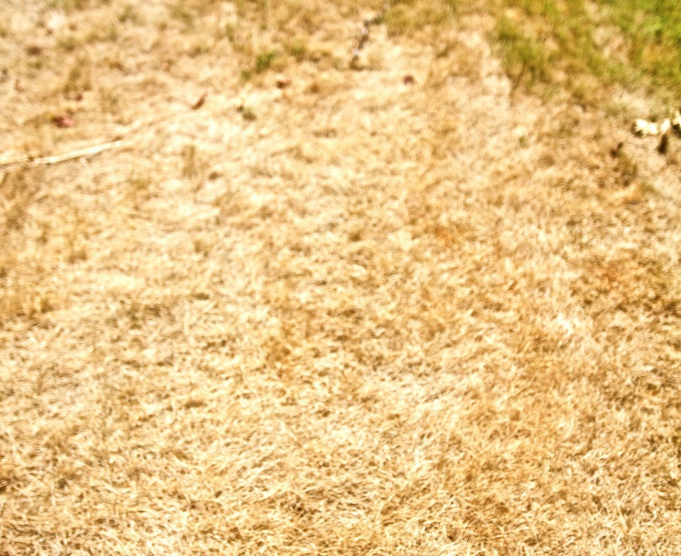 dry lawn