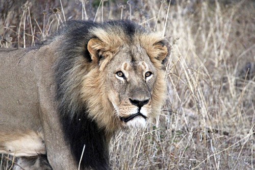 Cecil the lion