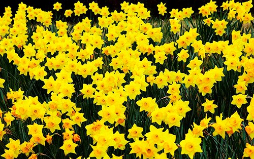 Daffodils