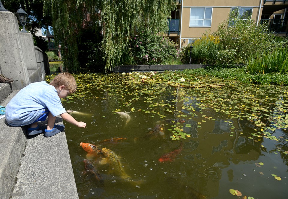 Keen on koi in New Westminster_3