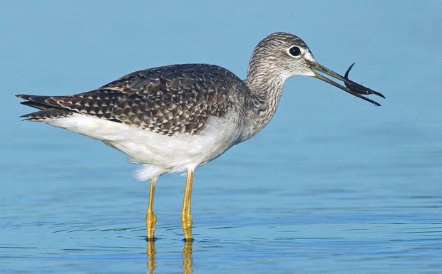 Enjoying the local birds of summer