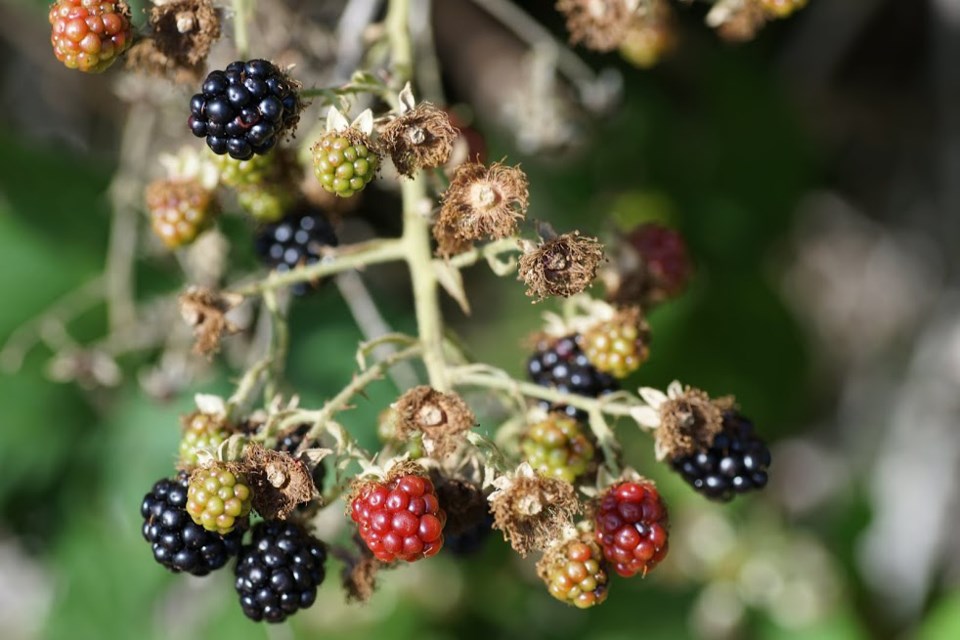 Blackberries ripened in Confederation Park.