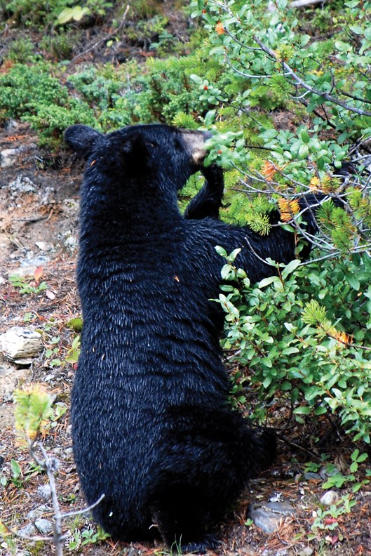 berry bear