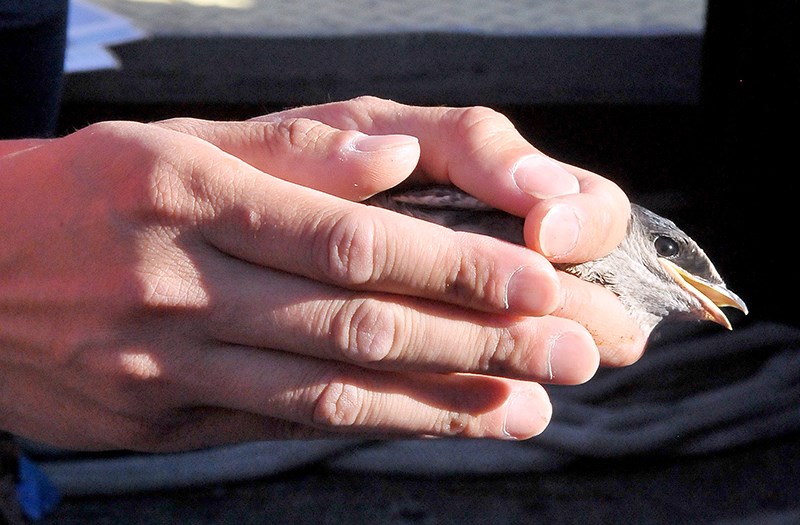 Purple martin banding in Port Moody