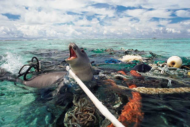 Seal trapped in net