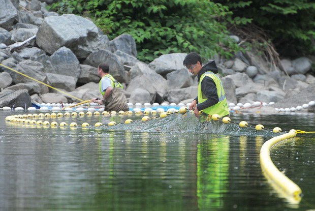 Seymour salmon rescue