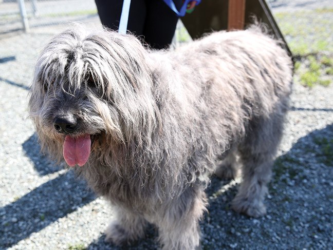 10 year old Koda enjoys the sunshine at the Duchess Park Dog Park on Sunday, as he took part in the Bark in the Park event.