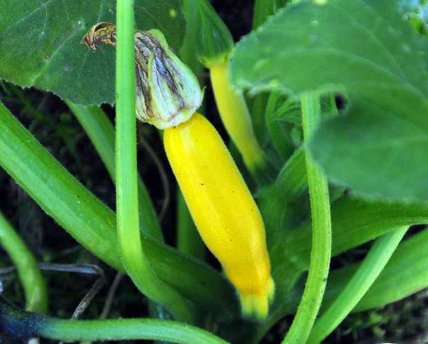 zucchini