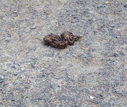 snake