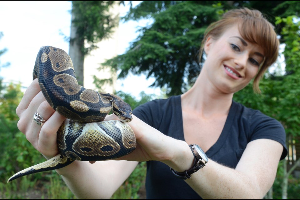 SFU student Marissa Bowsfield holds a ball python she found on Burnaby Mountain recently.