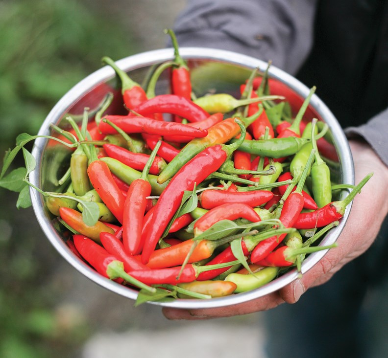 hot peppers