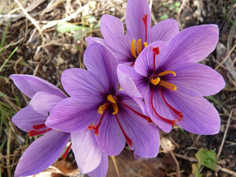 Autumn Crocus
