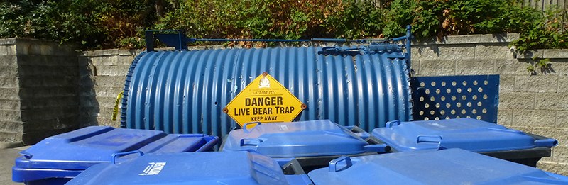 Bear trap Port Moody