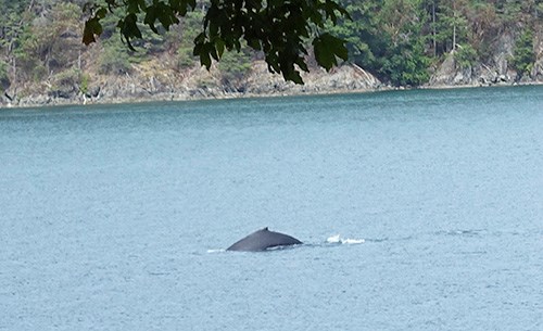 humpback whale near Hutt Island