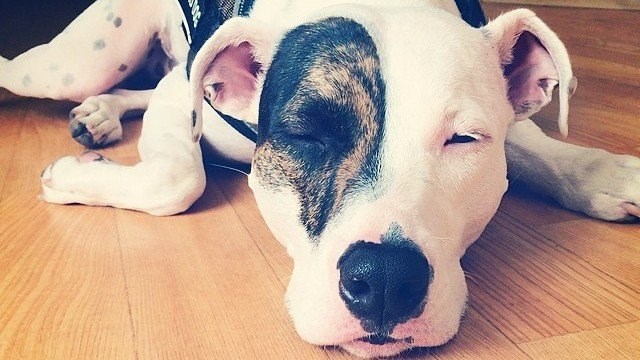 Dangerous dog
