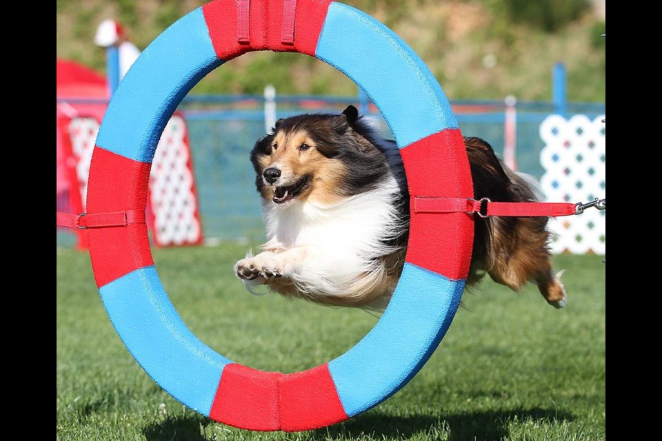 They run, they leap, they turn on a hairpin, all without leashes or toys and treats as incentives. The Canadian National Dog Agility Championships are in at Burnaby’s Swangard Stadium next week.