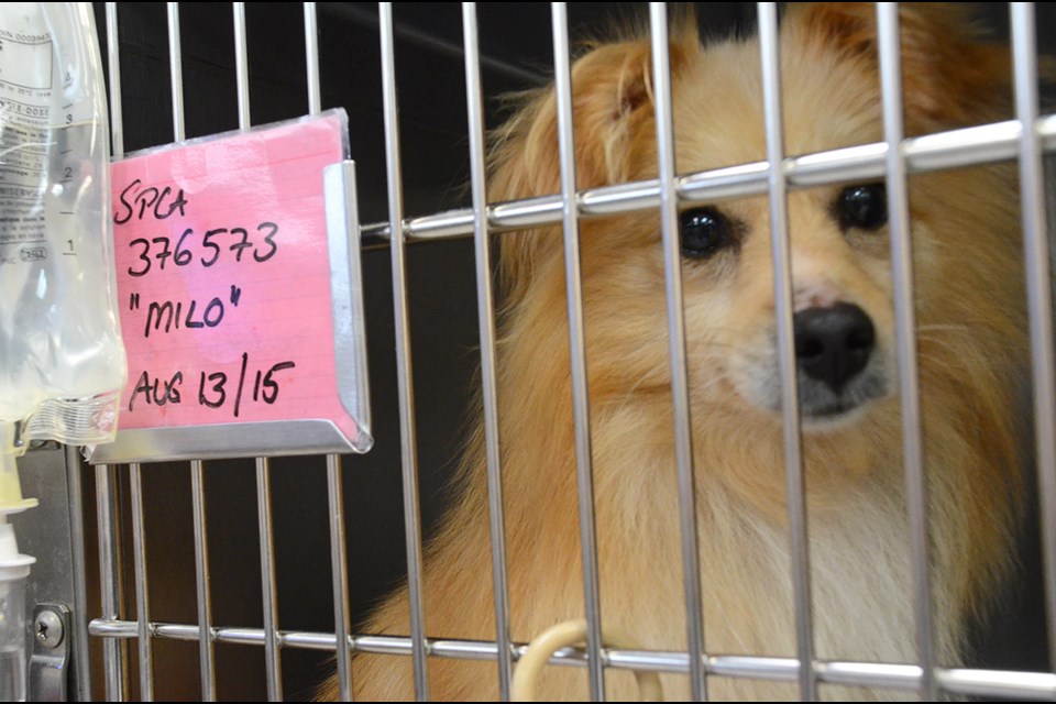 Sheltie cross Milo awaits treatment at the Burnaby Veterinary Hospital.