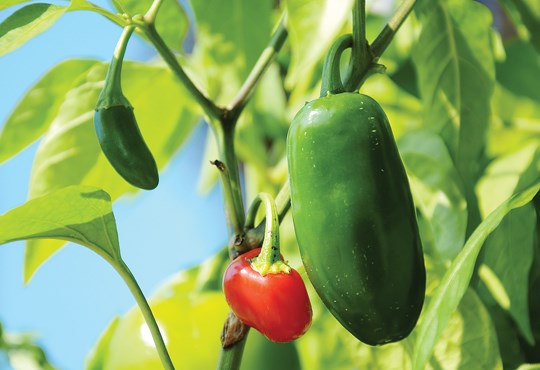 peppers