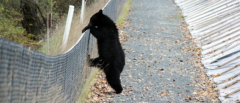 Mid-year bear stats Port Moody