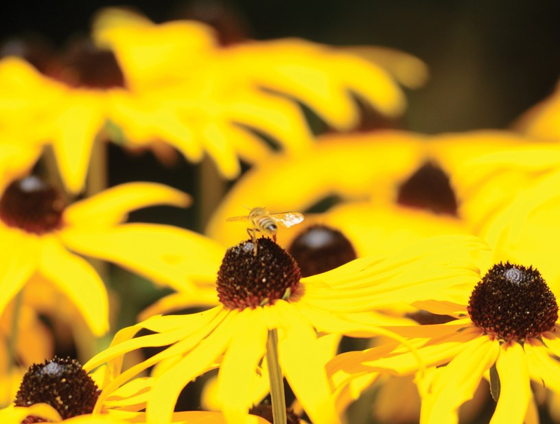 Rudbeckia
