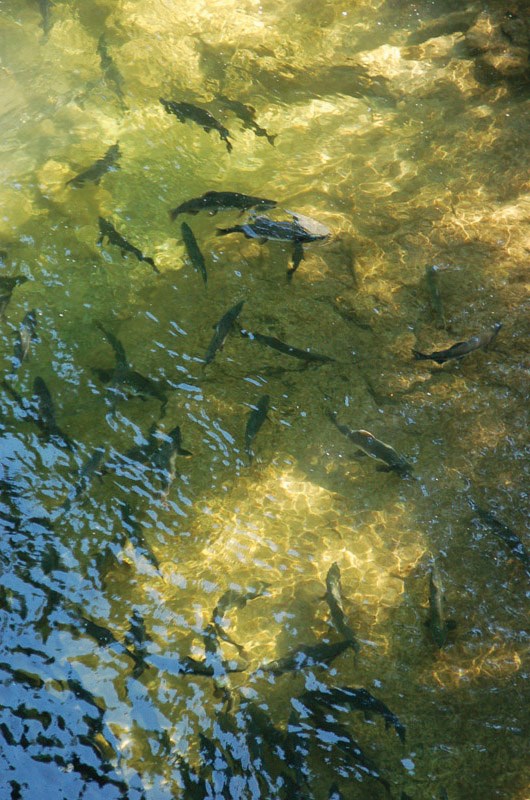 salmon