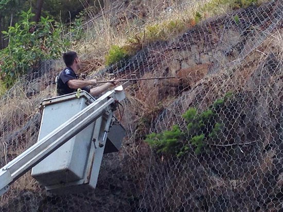 A BC Conservation Officer tranquilizes a deer that became trapped on a cliff off Taylor Road on Bowen Island August 19.