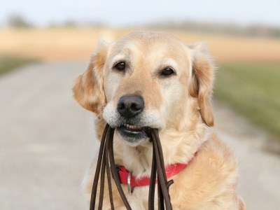 Off leash dog