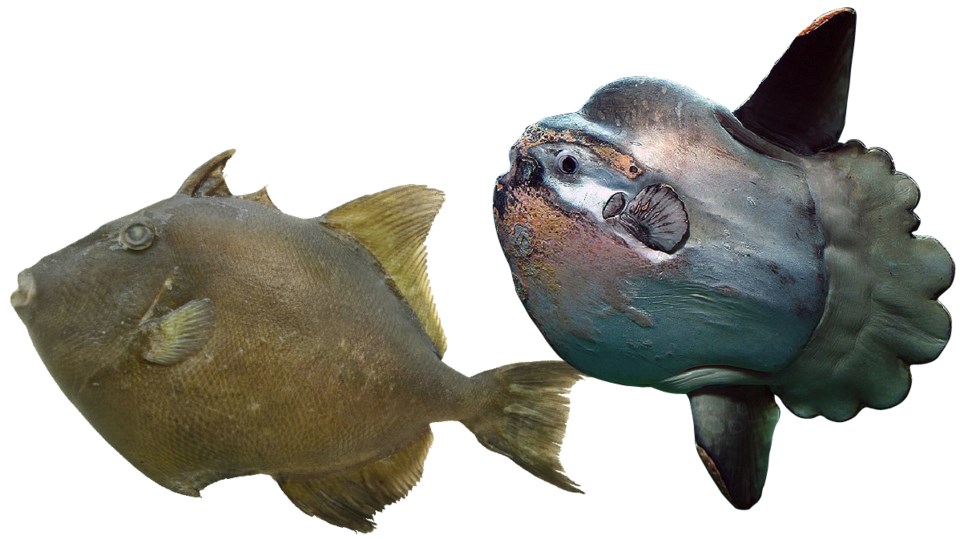 Triggerfish and Sunfish