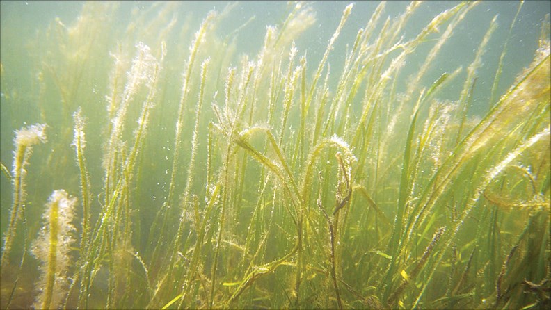 Eelgrass is a major producer of oxygen. Oxygen bubbles shown coming off the plants.