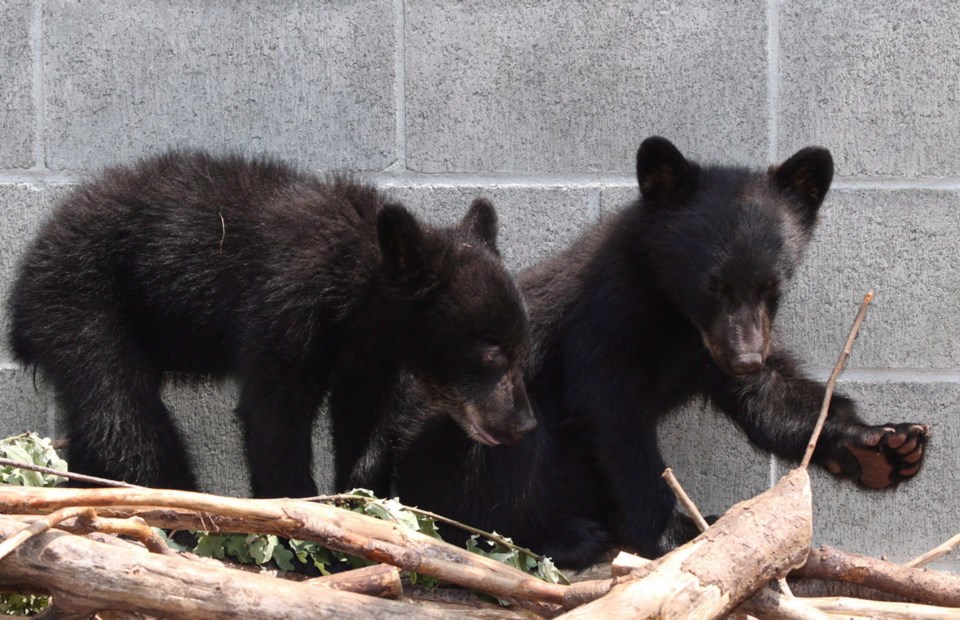 Bear Cubs Grievance 2015082.jpg