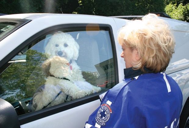dog in hot car