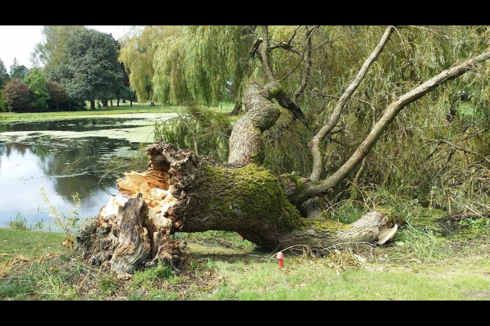 A willow tree at the Richmond Golf and Country Club met its demise on the 17th hole over the weekend thanks to an unusual August windstorm. August, 2015.