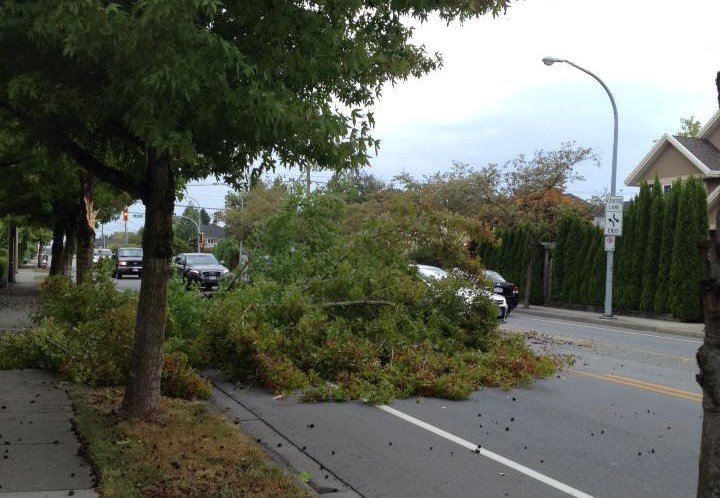 Tree on road