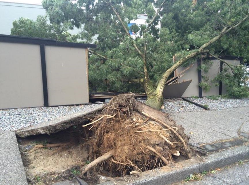 windstorm storm tree