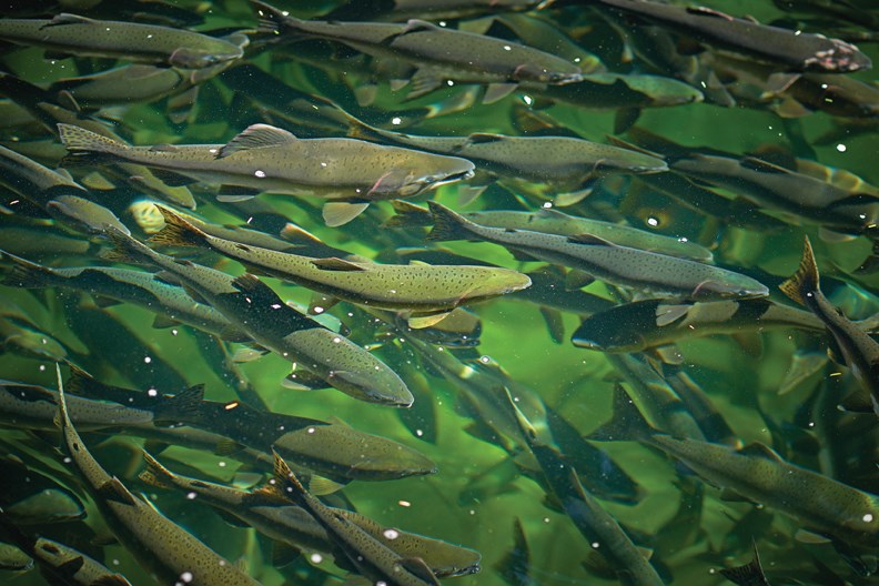 Hundreds of thousands of pink salmon are spawning in local waterways, signalling a record return for the shíshálh Nation.