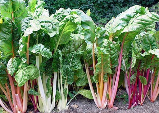 SWISS CHARD