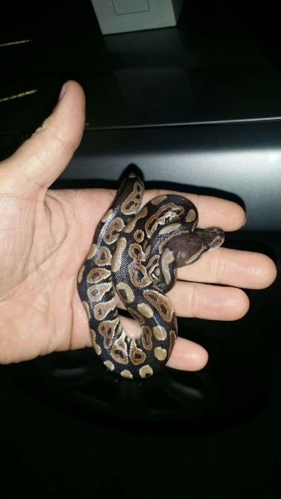 Another snake python