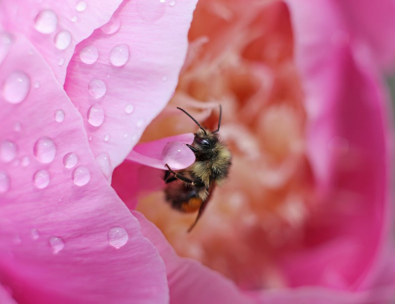 bee