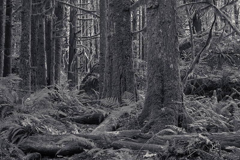 Gold Creek trees