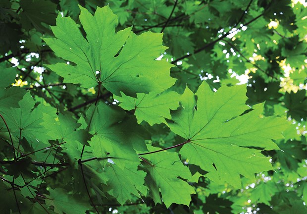 DIG DEEP: Exploring a garden’s political colours