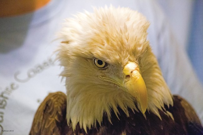 bald eagle