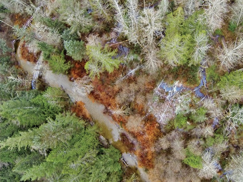 Knotweed shows as the dark areas in this aerial photo of Anderson Creek.