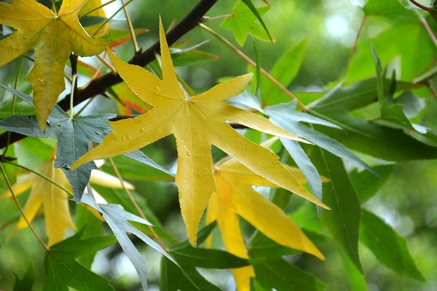 leaves