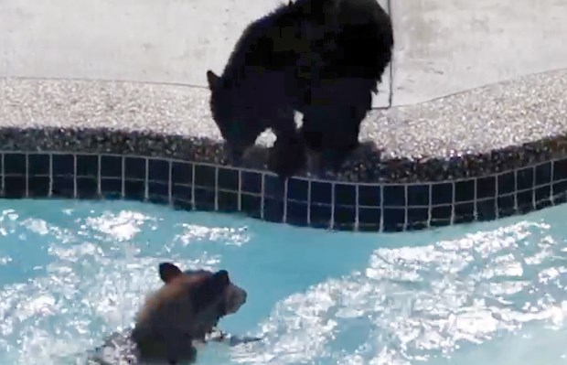 bears