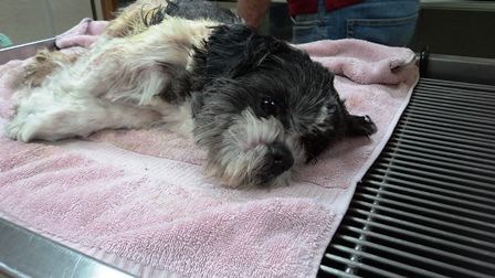 Dog-left-to-die-in-Terrace..jpg