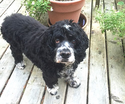 Joey spaniel