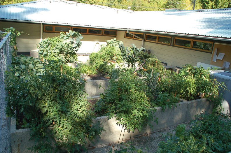 garden