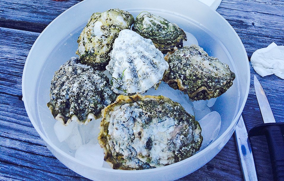 Oysters
